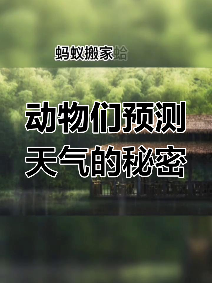 动物预报天气