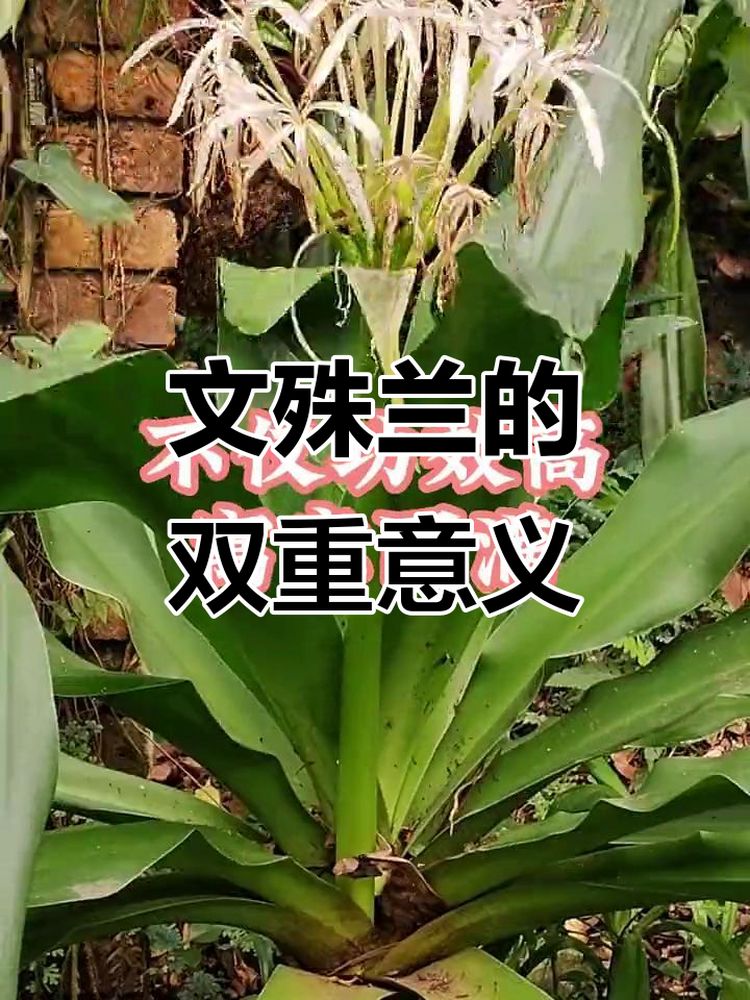 文殊兰不仅是花,还是中药材,寓意家庭和谐与完美,自然,植物,好看视频