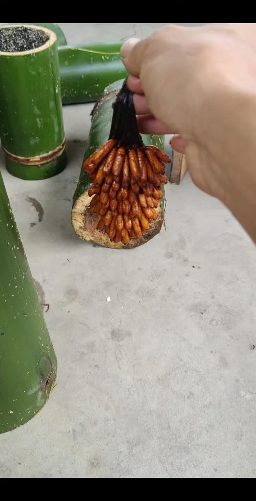 小竹虫 小竹虫人工养殖