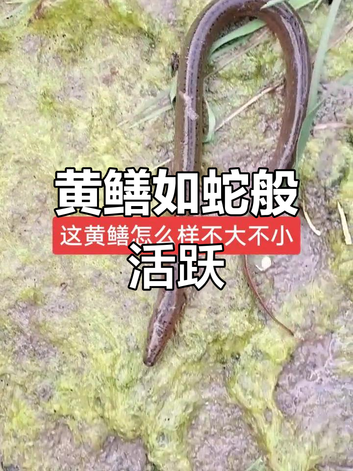 户外惊现黄鳝,像蛇一样灵活游动