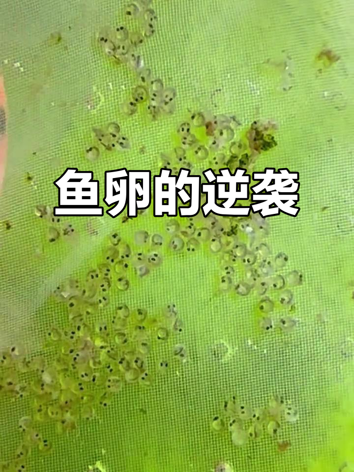 兰寿鱼卵奇迹般存活,主角光环降临!