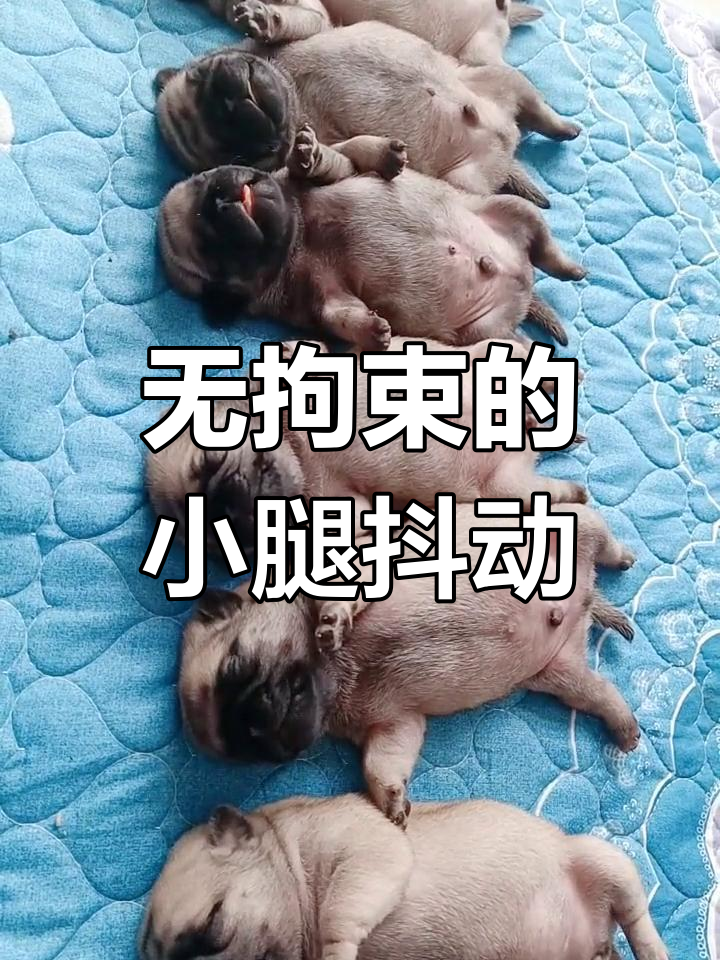 小腿抖动不停,无拘束的睡眠状态
