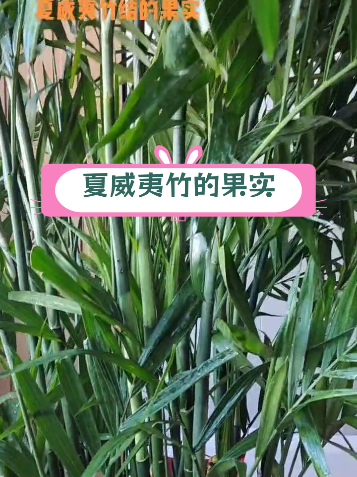 夏威夷竹子的寓意象征图片