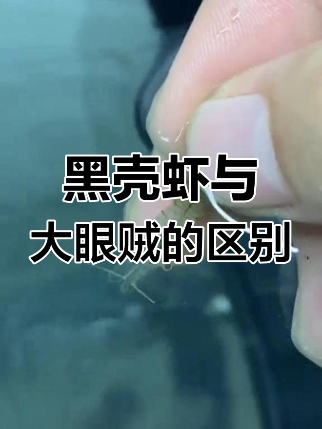 如何区分黑壳虾和大眼贼