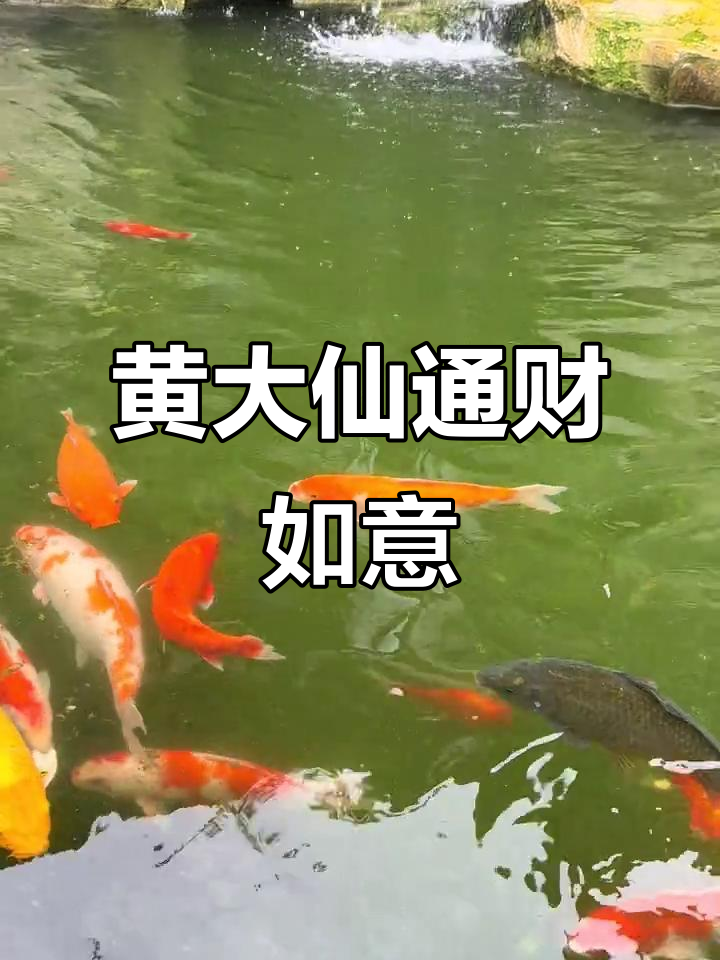 黄大仙今日生肖运势(黄大仙每日一签免费抽签)