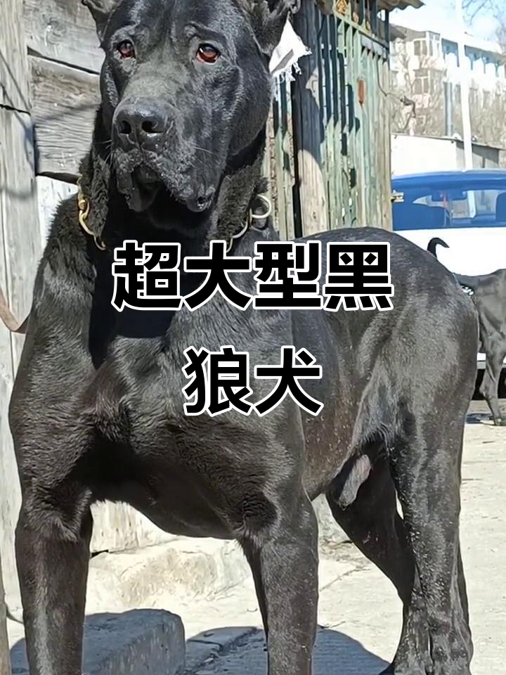 见过这么大的黑狼犬吗?站起来两米高,体重二百多斤