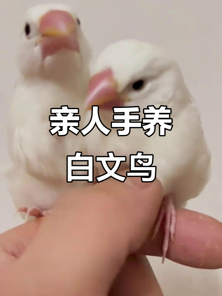 手养白文鸟,亲昵互动萌态十足