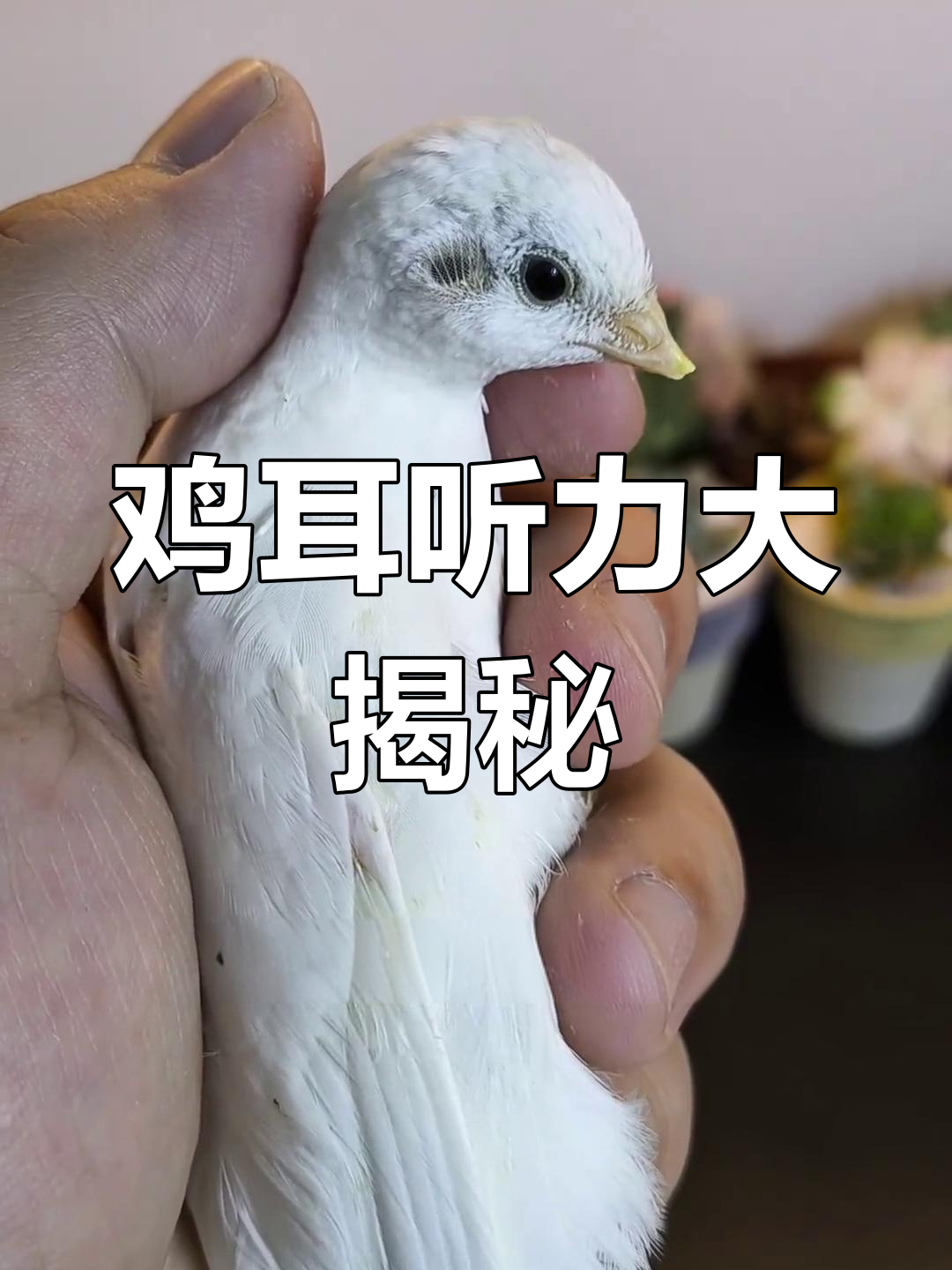 鸡的耳朵能听到什么?闹铃打鸣竟然听不到!