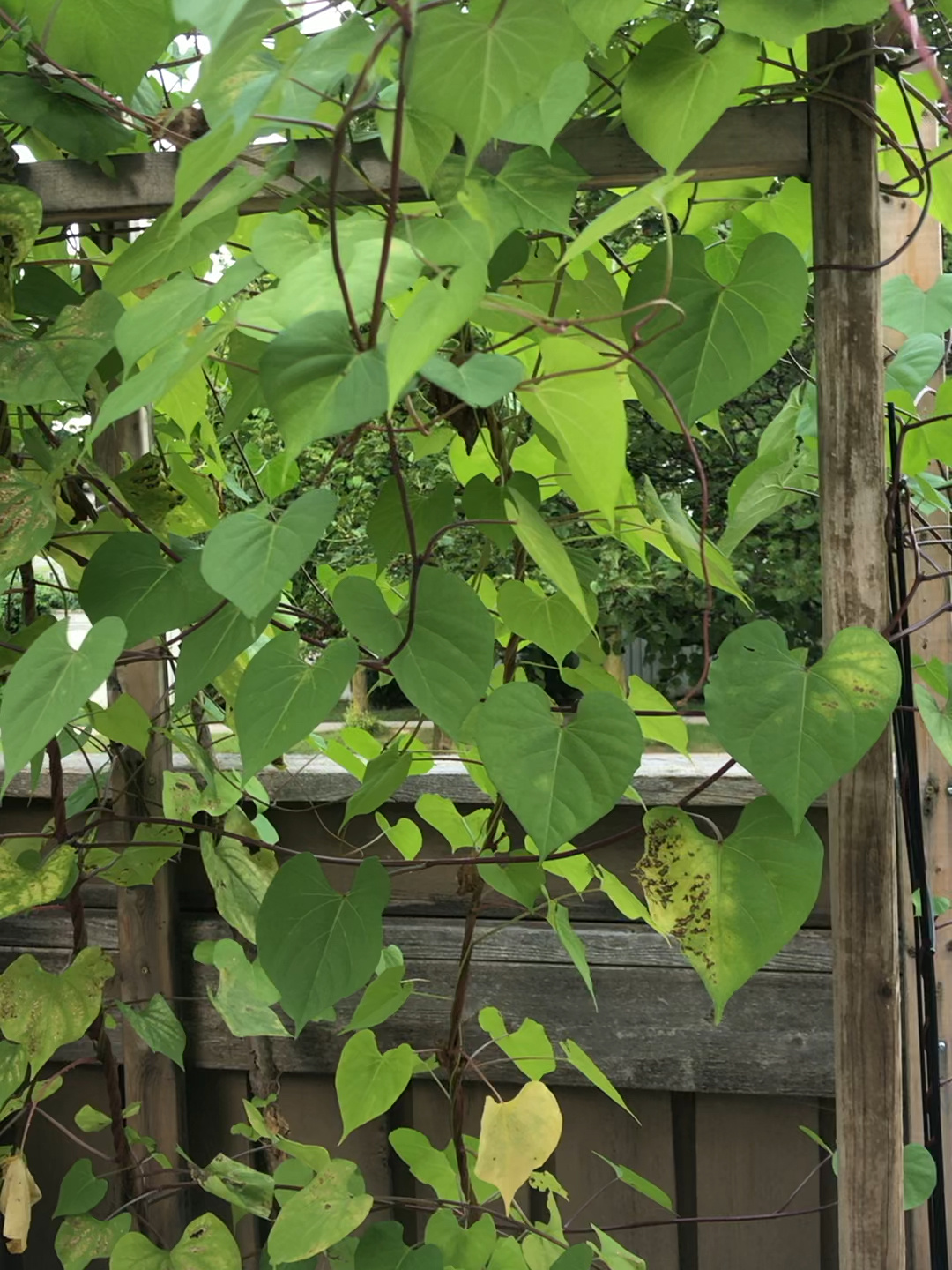 为什么我养的牵牛花不开花?