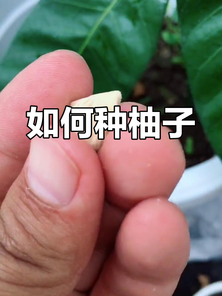 柚子种子发芽图片