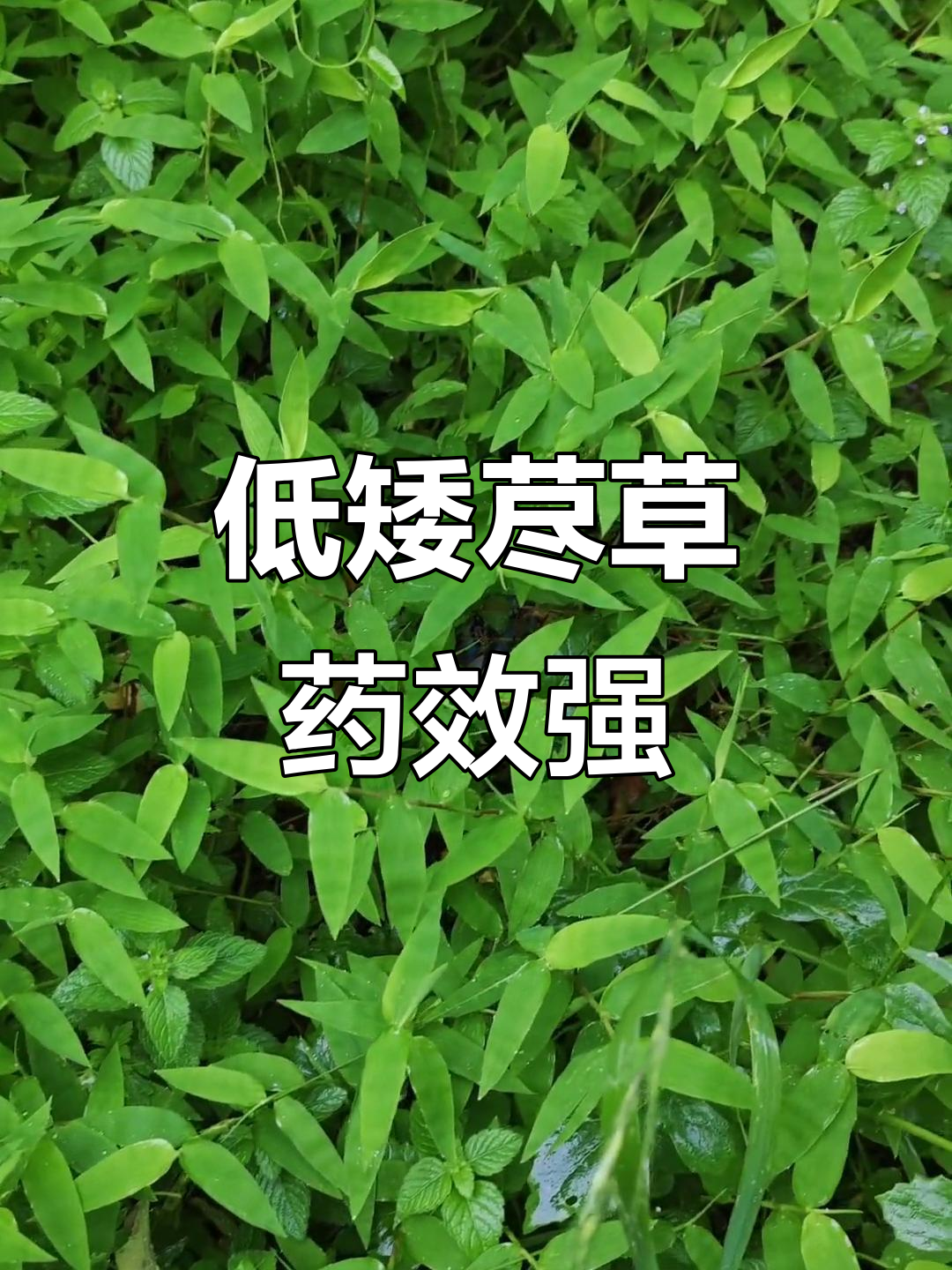 荩草:低矮多分枝,花果期9