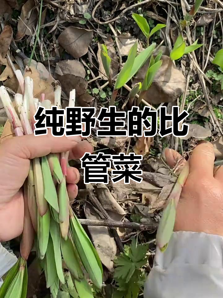 东北野生笔管菜炒鸡蛋,鲜美无比!