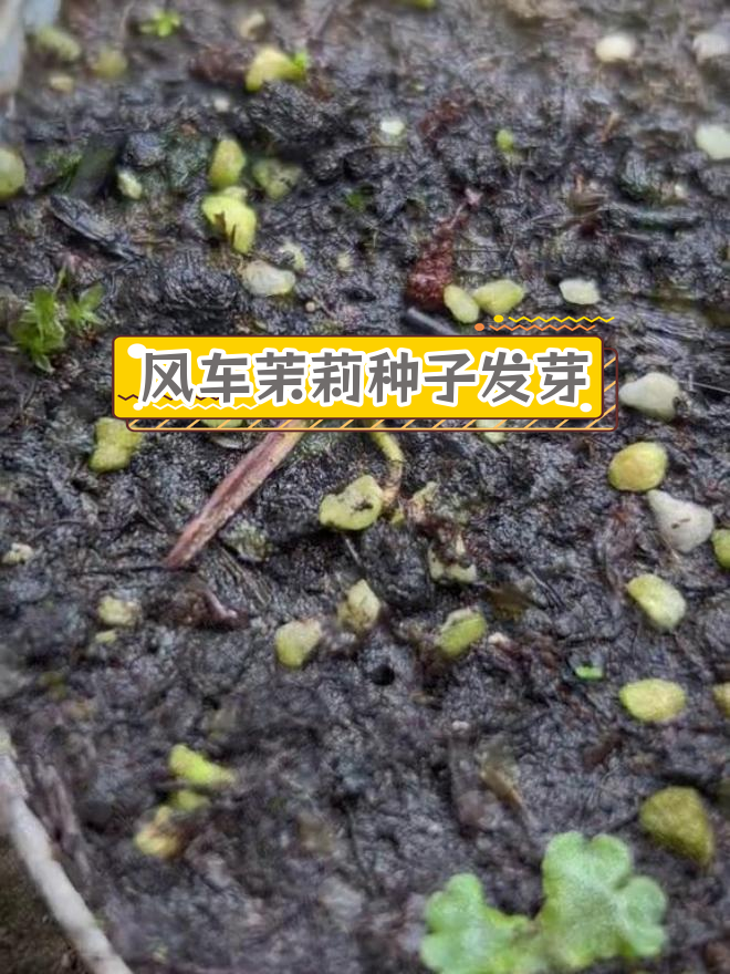 种茉莉花种子步骤图片