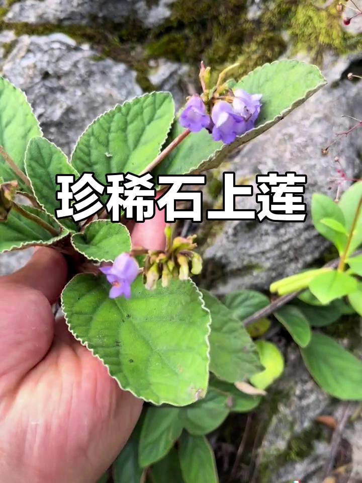 石上莲,生长条件苛刻的珍贵草药