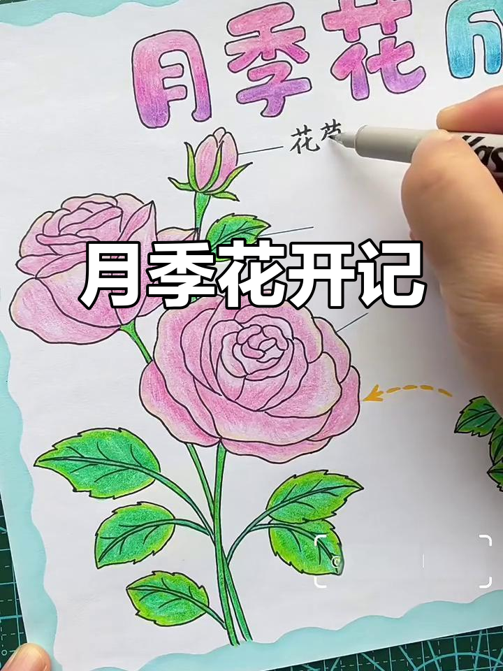 月季花成长全纪录:从种子到盛开的自然笔记