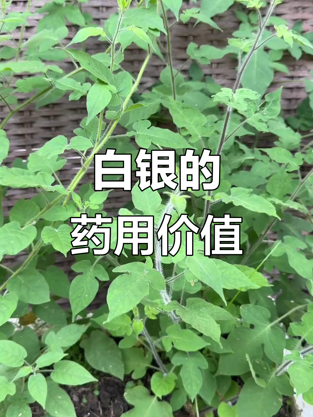 白毛藤:看似普通的植物,却有悠久的历史和多种用途