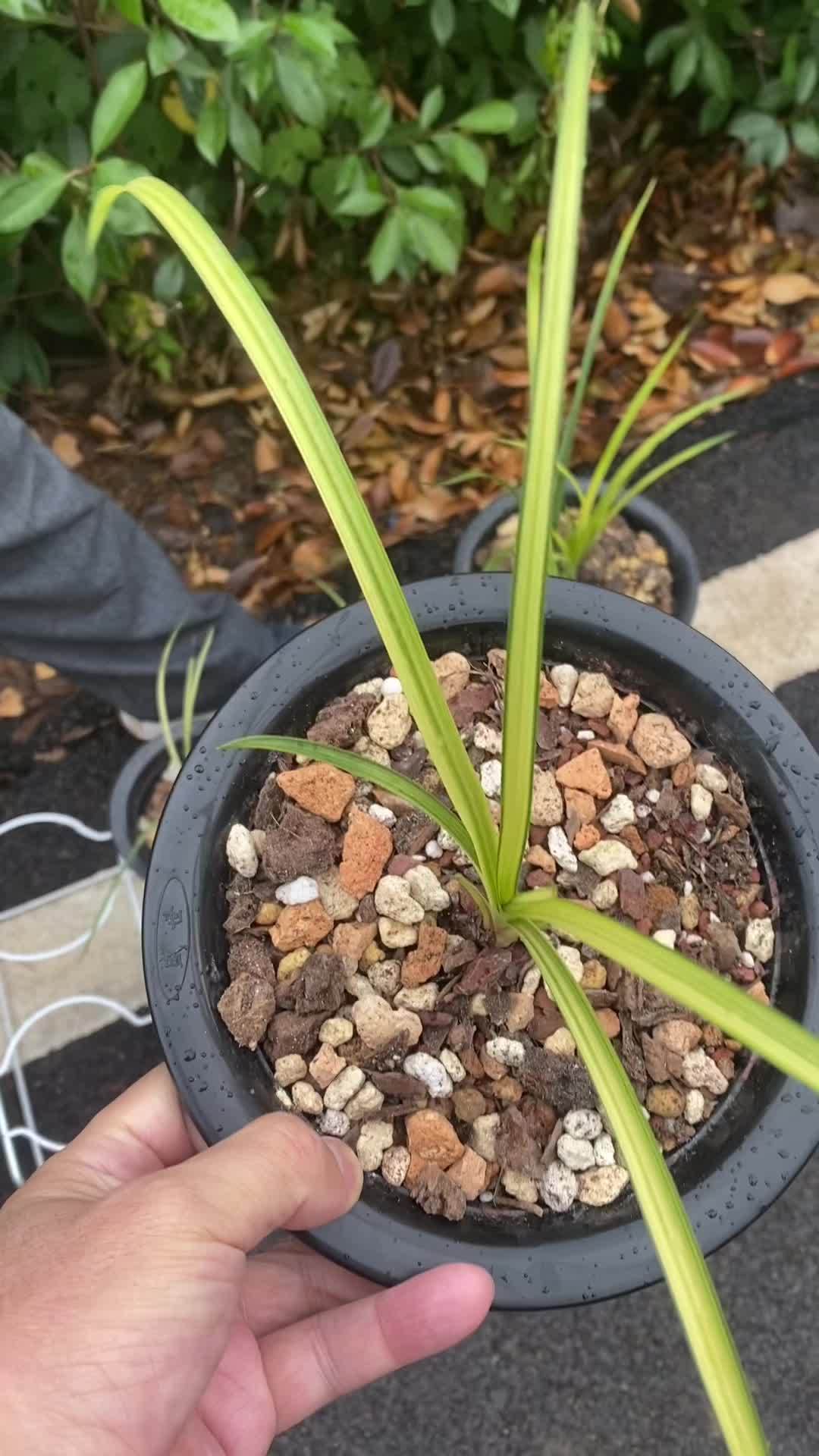 蕙兰散斑中透艺,期待未来会更好 兰花 爱生活爱养花 花卉绿植 蕙兰