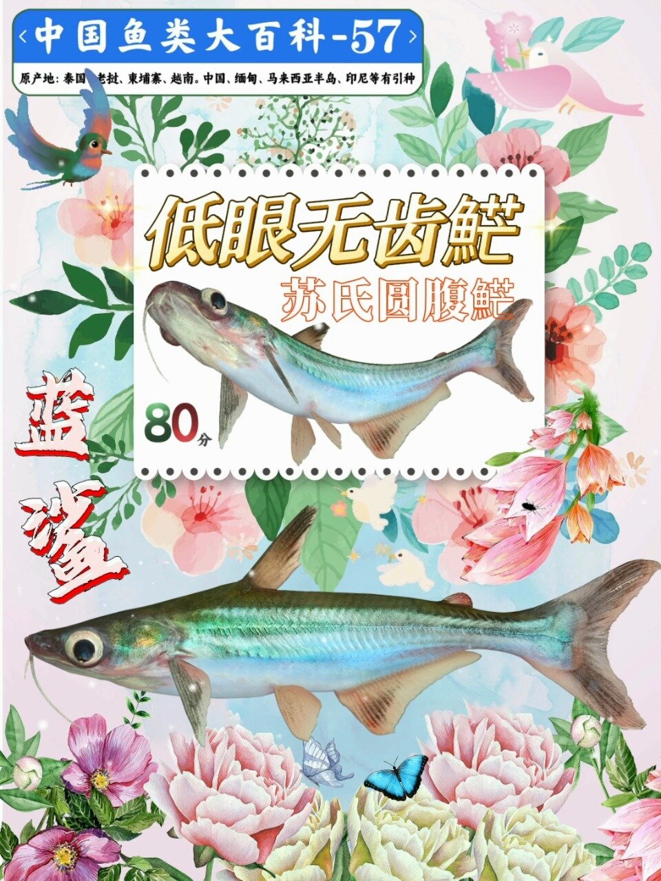 淡水蓝鲨鱼低眼无齿~适合家庭饲养