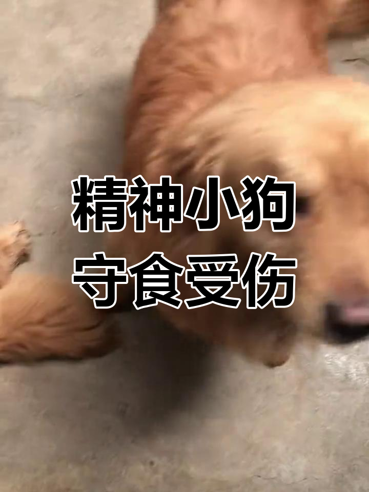 公狗守着不吃,鼻青脸肿的可怜模样