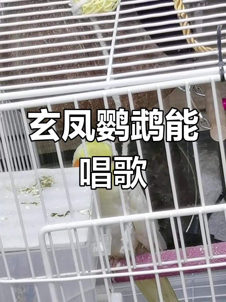 母玄凤叫声图片