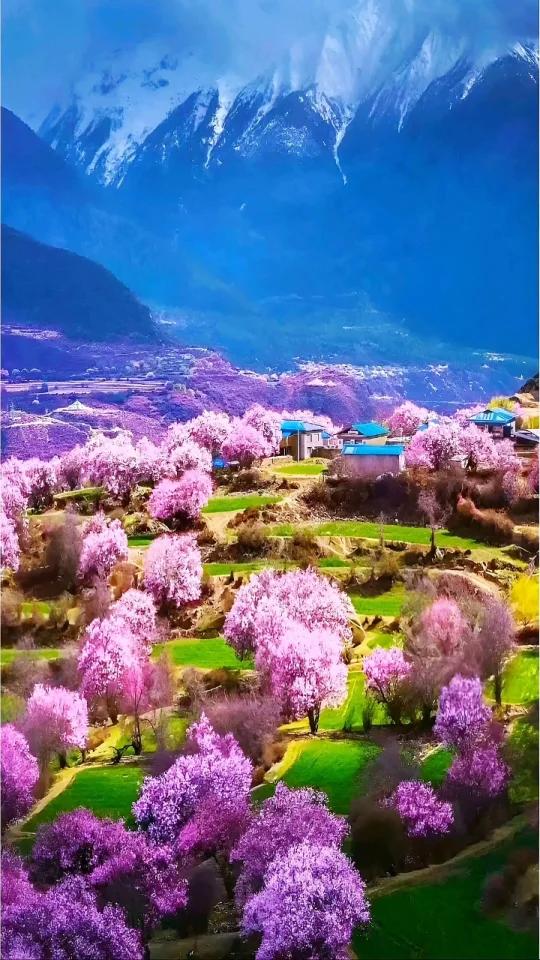 如果去年错过了西藏林芝桃花的今年三月千万不要错过让我们一起赴一场