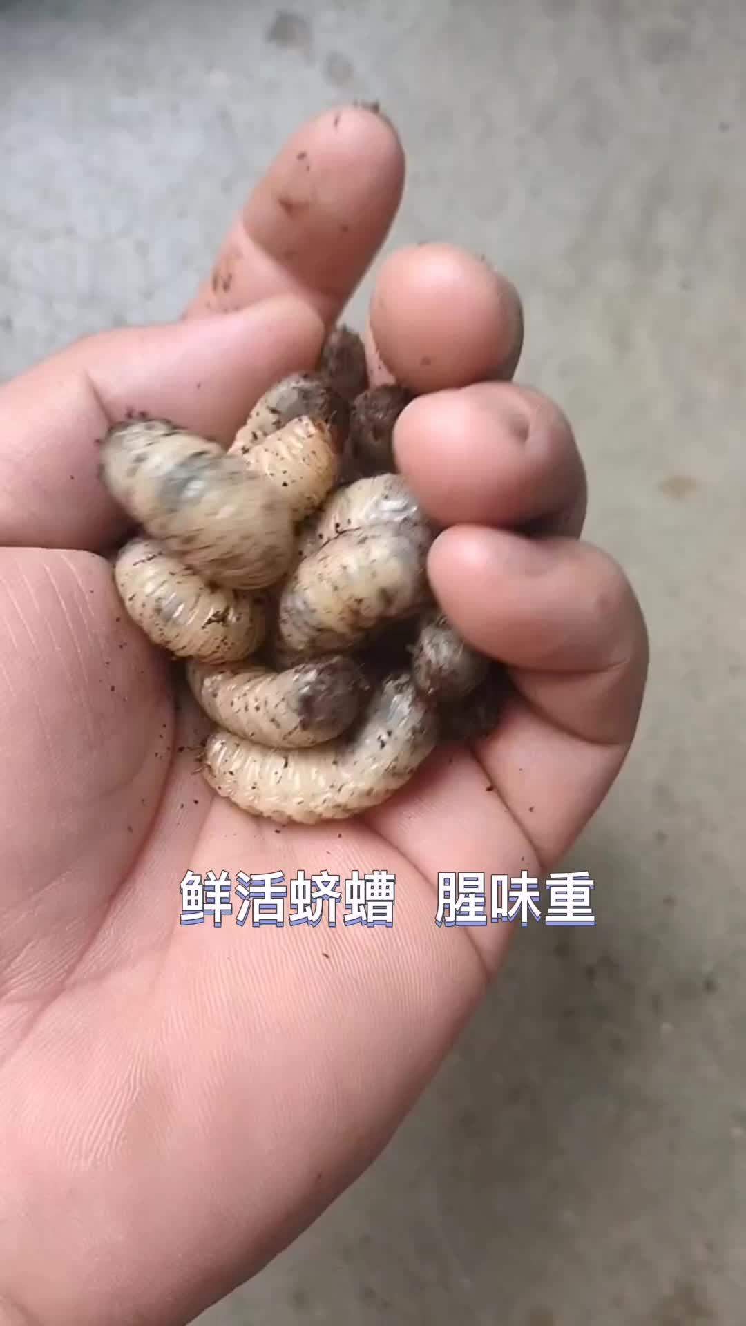 蛴螬 老母虫 核桃虫 平东仔活饵-度小视