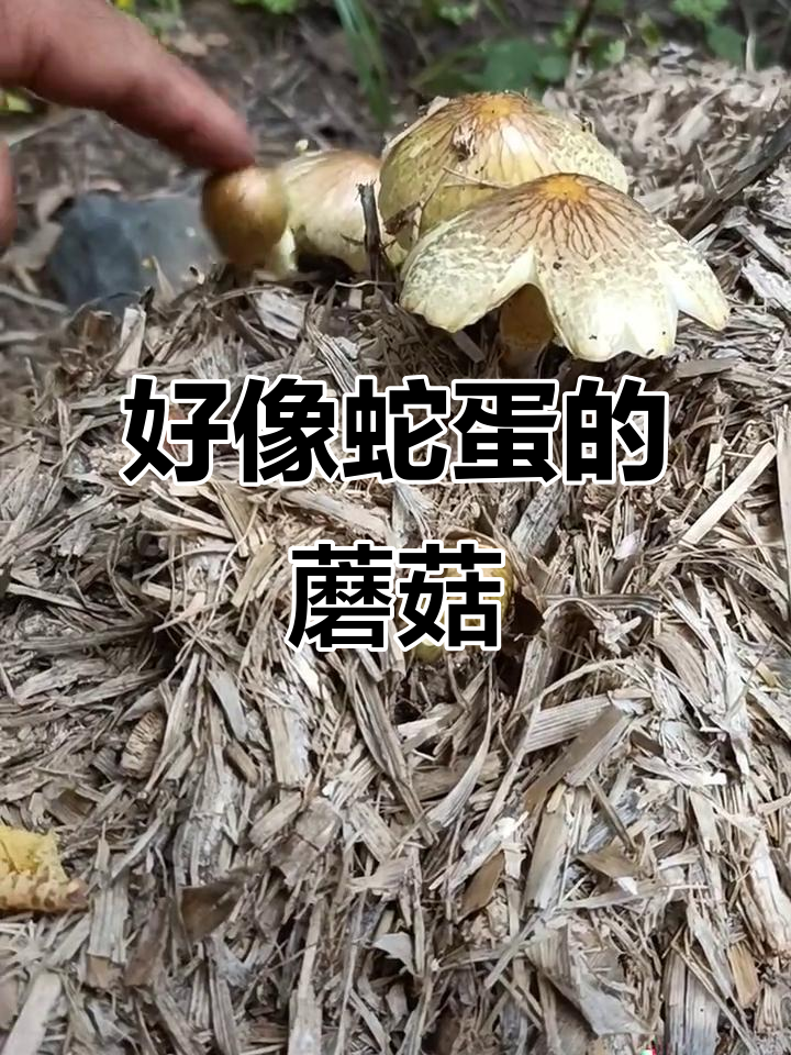 长得像蛇蛋的蘑菇,竟然是这样!