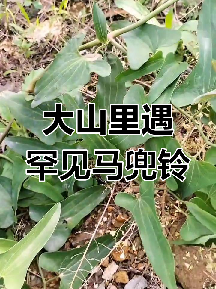 深山发现珍稀马兜铃,开花难得一见