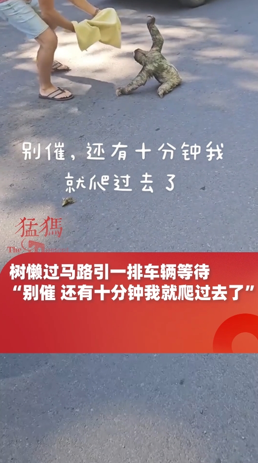 树懒过马路引一排车辆等待,"别催还有十分钟就爬过去了"