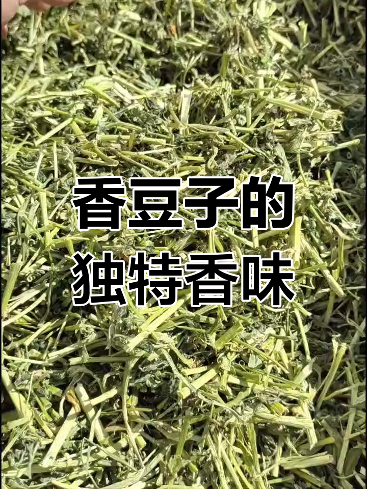 香豆子为啥那么香图片