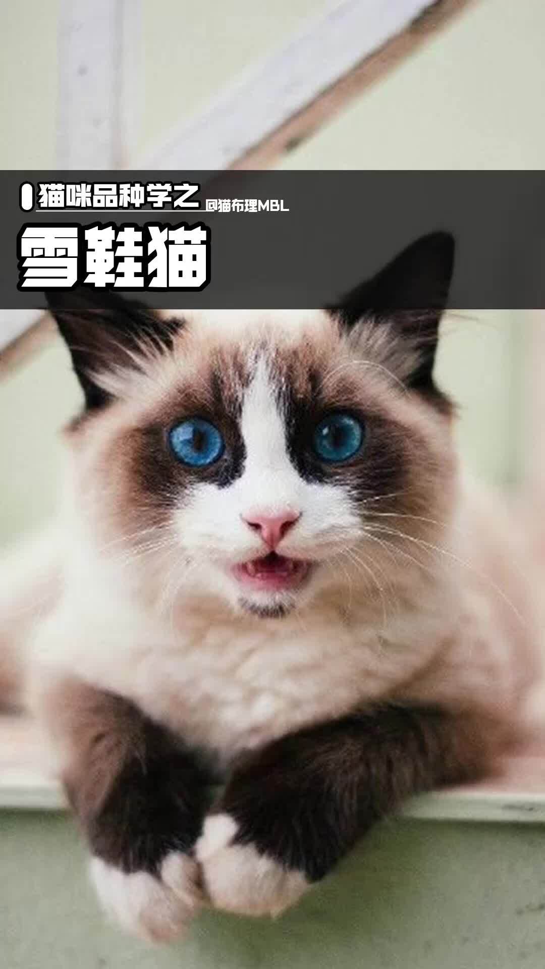 超级冷门的雪鞋猫,你了解吗?-度小视