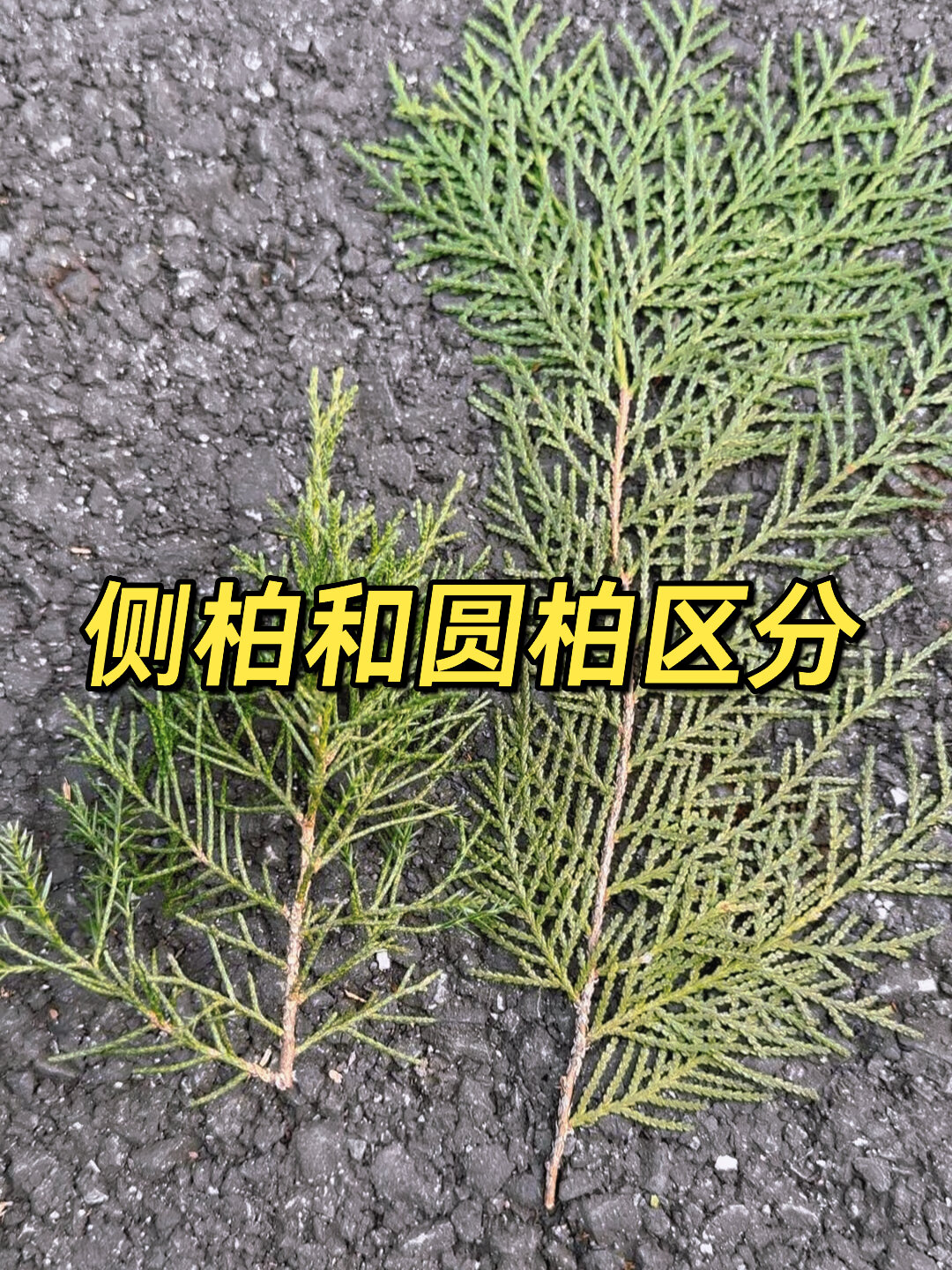 看完还分不清侧柏和圆柏那你就是故意的