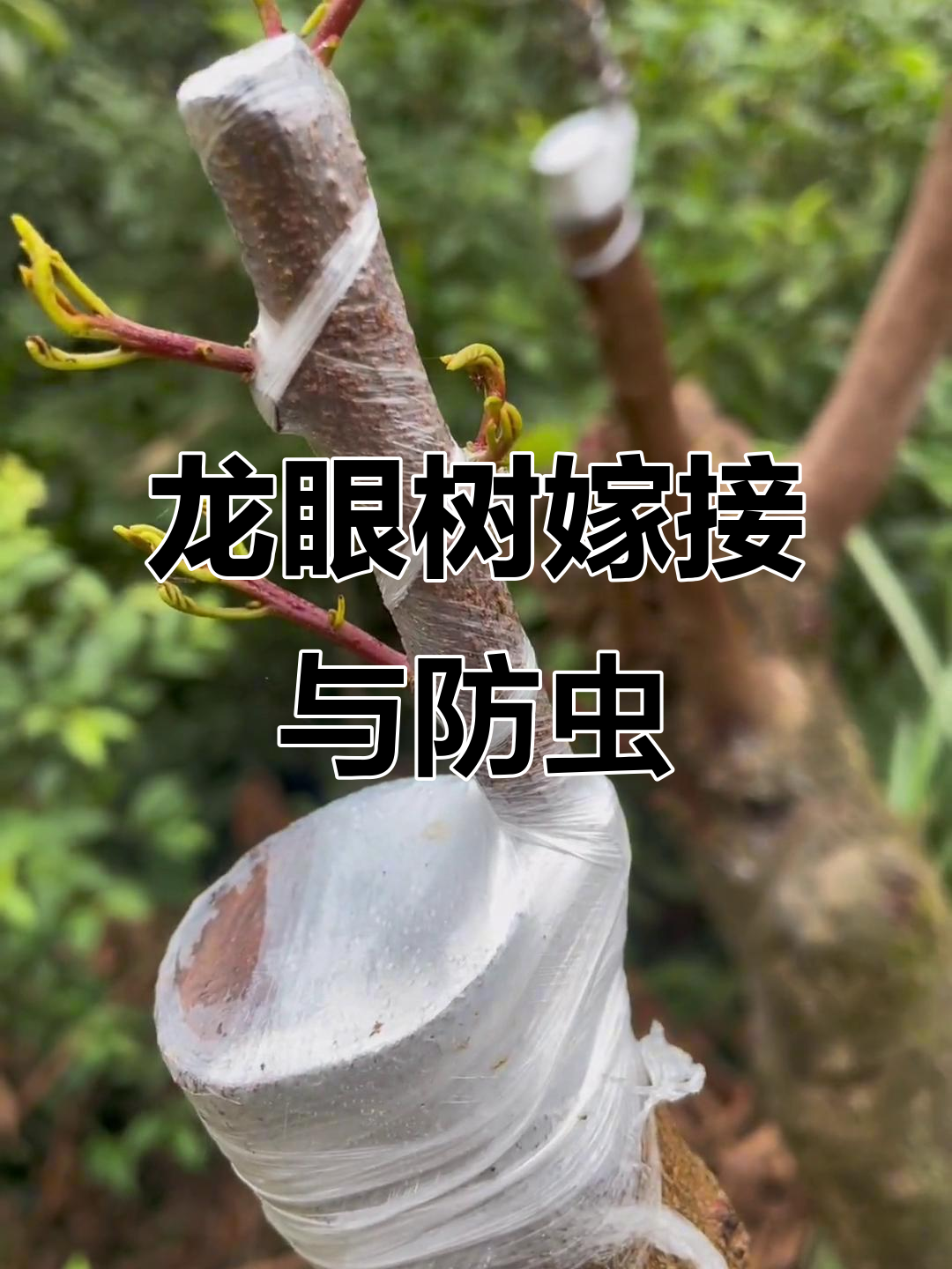 嫁接龙眼树,虫害管理关键技巧