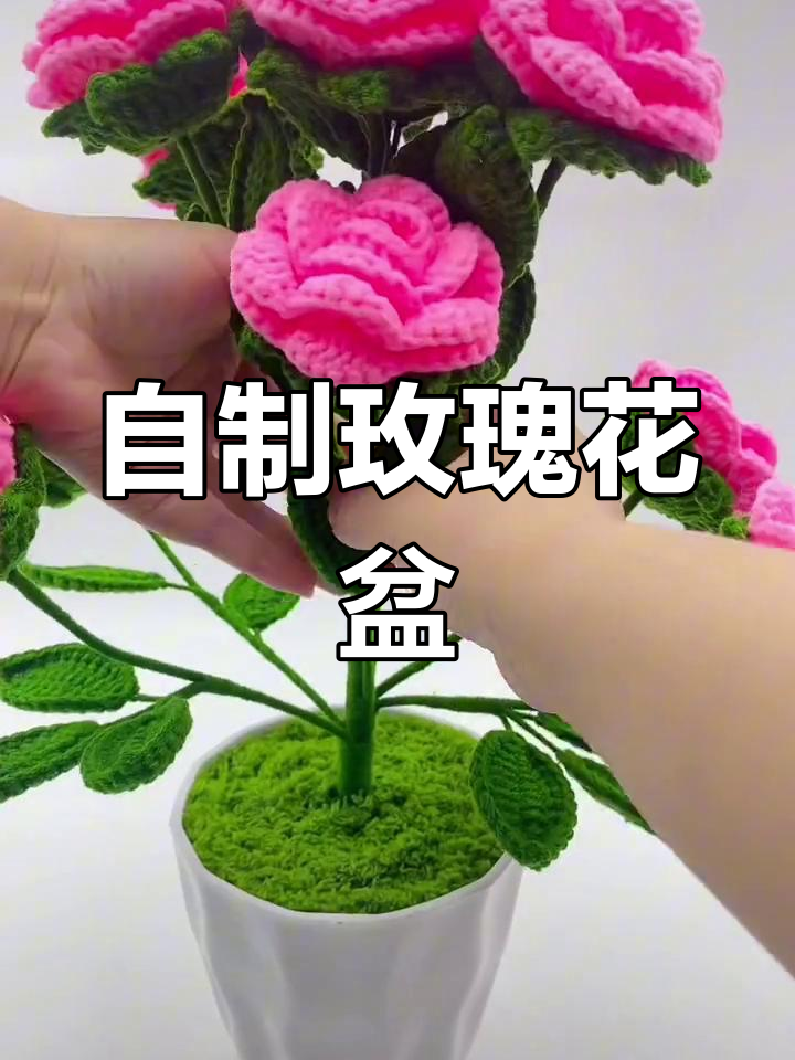 怎样种玫瑰花盆栽图片