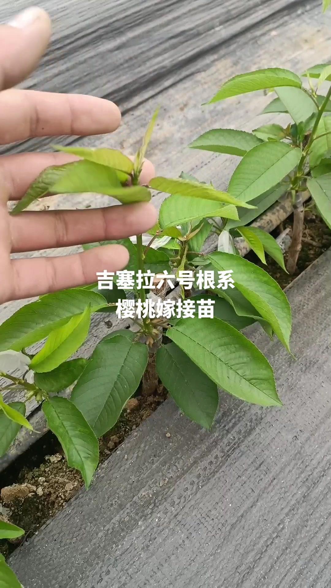 三农 当年嫁接吉塞拉樱桃砧木樱桃树苗 弗里斯克樱桃苗 农业种植-度小