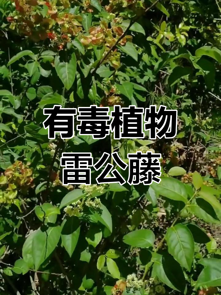 雷公藤:有毒的杀虫药