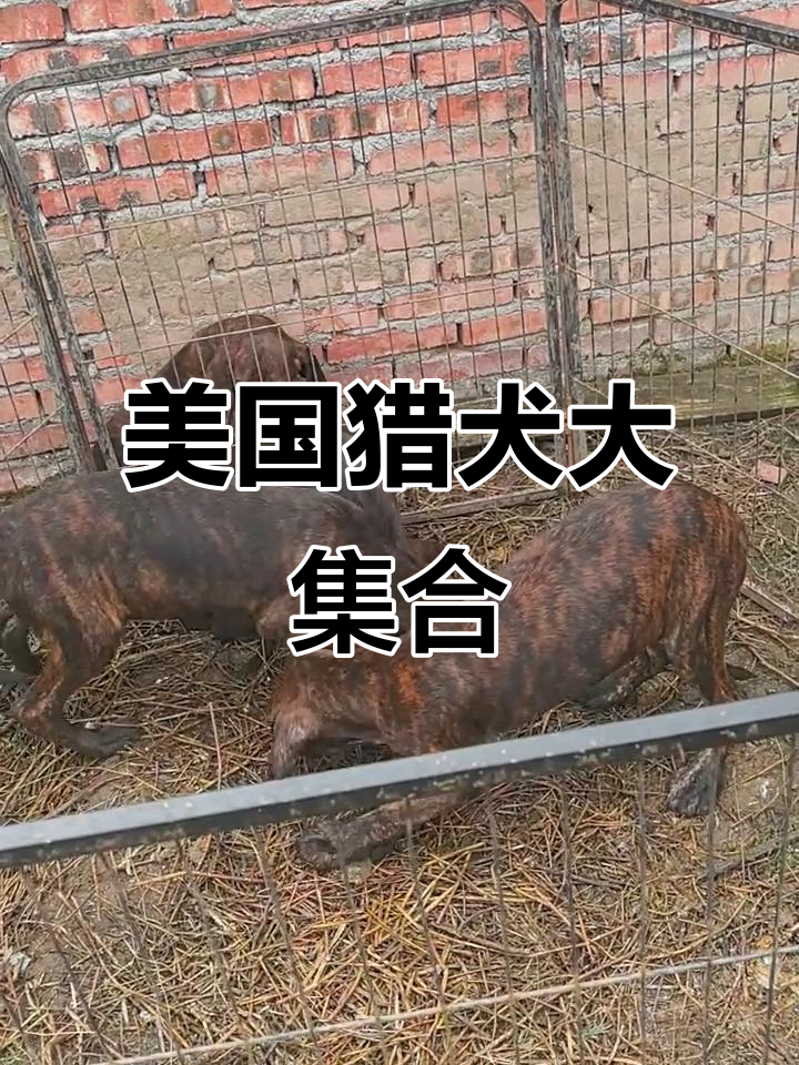 美国大耳朵浣熊沃克猎犬与冷骚王普罗特猎犬的精彩瞬间