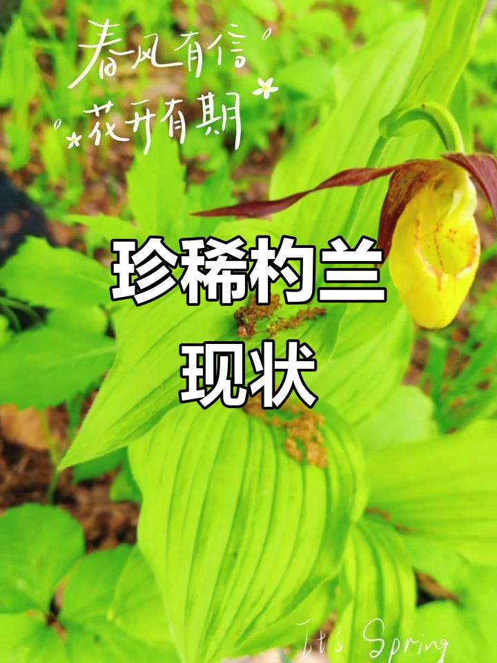 东北杓兰濒危,国家二级保护植物