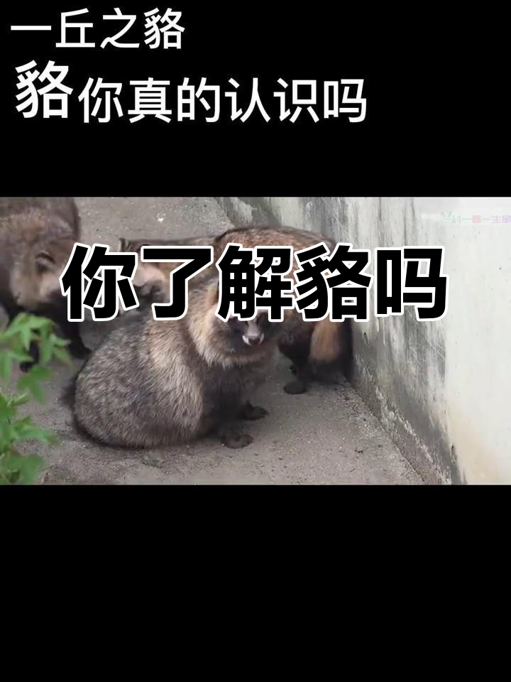 貉:犬科中的独特成员