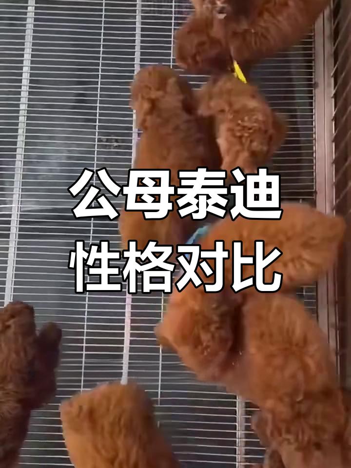 公泰迪与母泰迪的性格差异,哪个更适合你?
