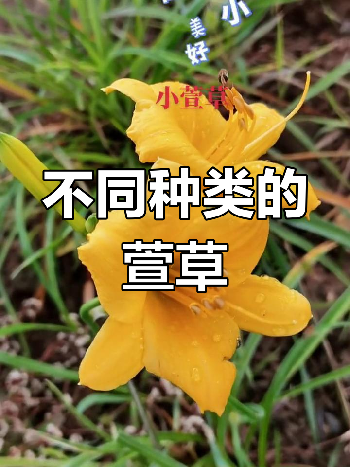 金娃娃萱草花的寓意图片