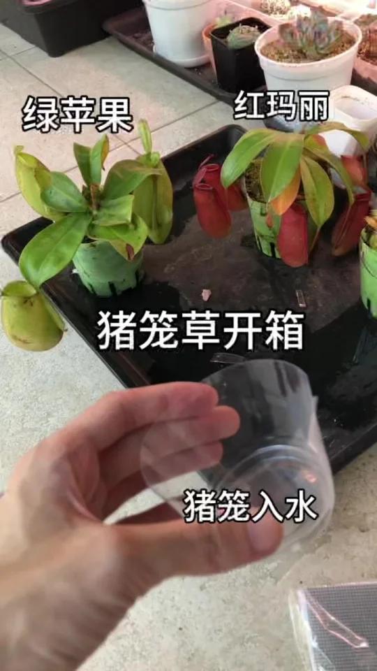 猪笼草开箱