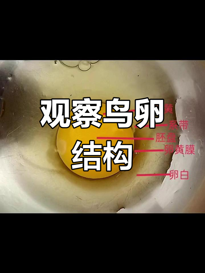 鸟卵的结构图实验图片