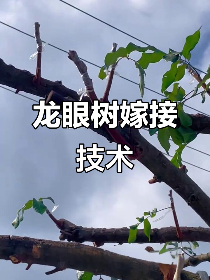 老爸亲手嫁接龙眼树,技巧熟练让人惊叹