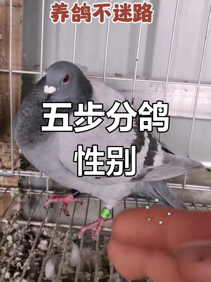 鸽子公母辨别技巧,五步法轻松掌握