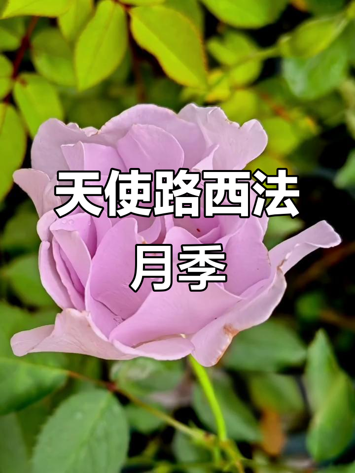 路西法天使月季:美丽与神秘并存
