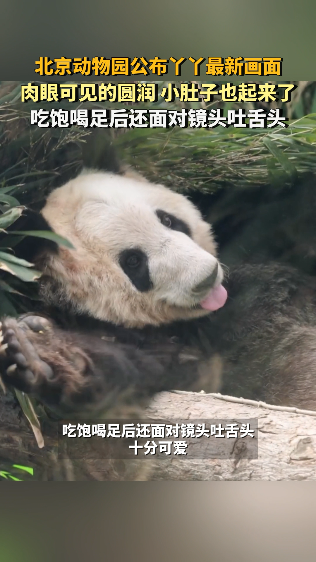 北京动物园公布丫丫最新画面,肉眼可见的圆润肚子也起来了