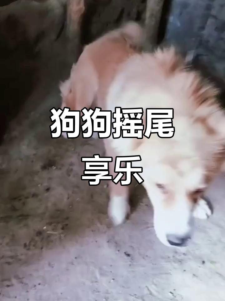 狗狗摇尾巴表示它很享受,节奏感十足!