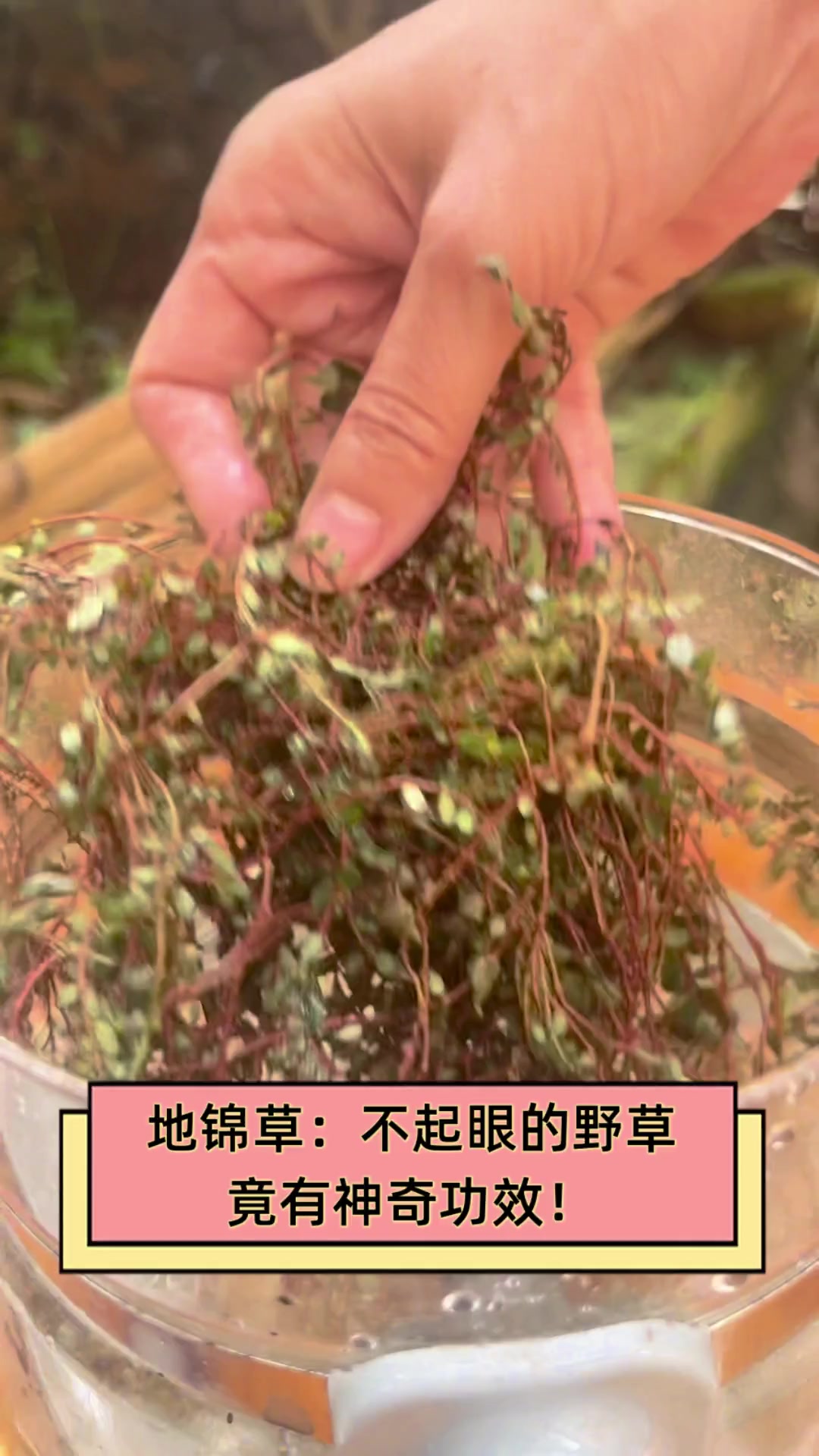 铺地锦的功效药用图片