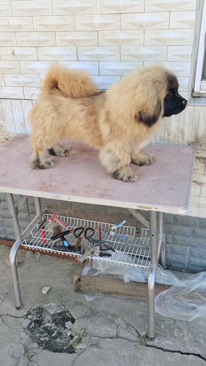 纯种藏獚犬图片